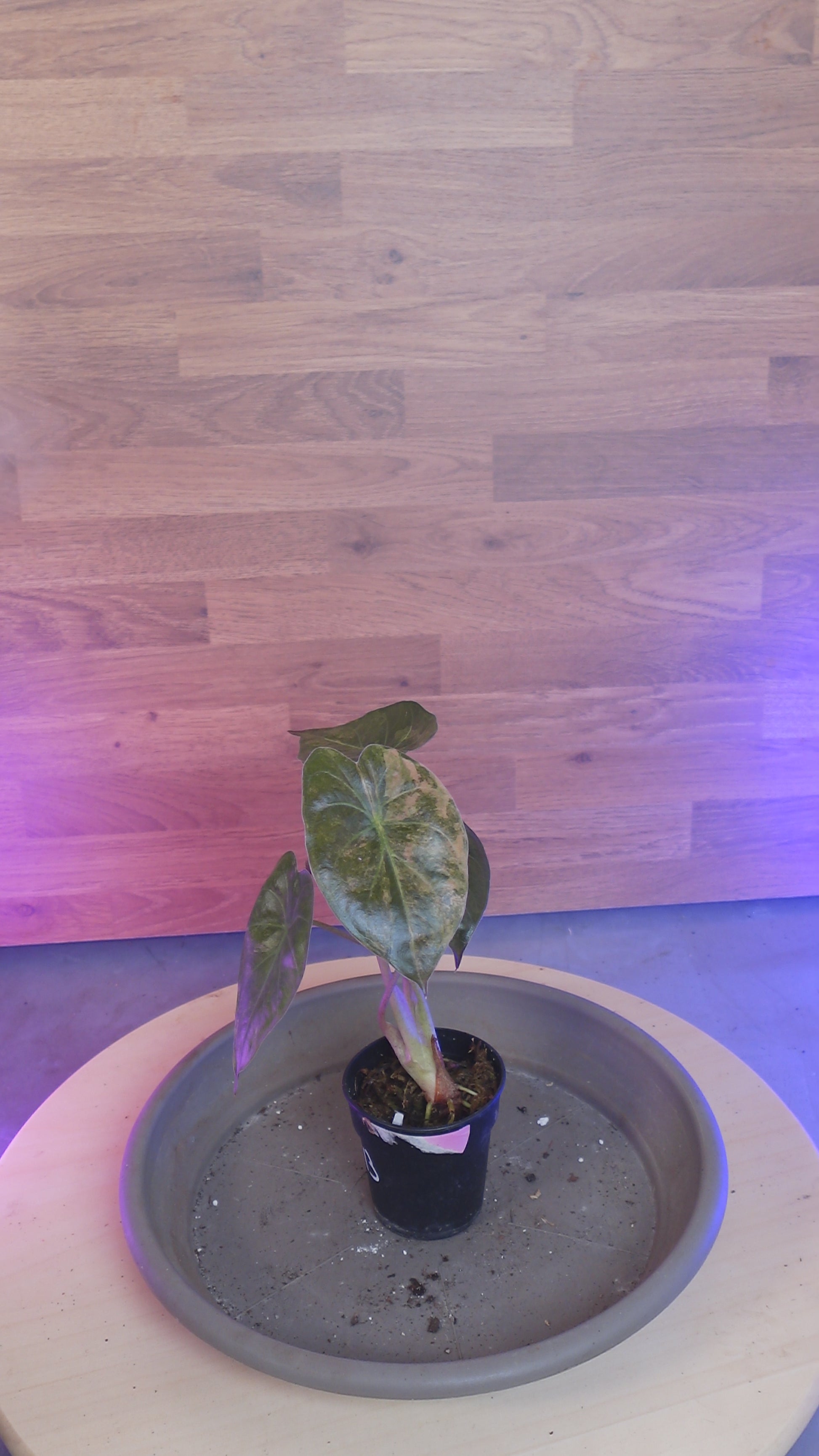 L'Alocasia Wentii Variegata Aurea