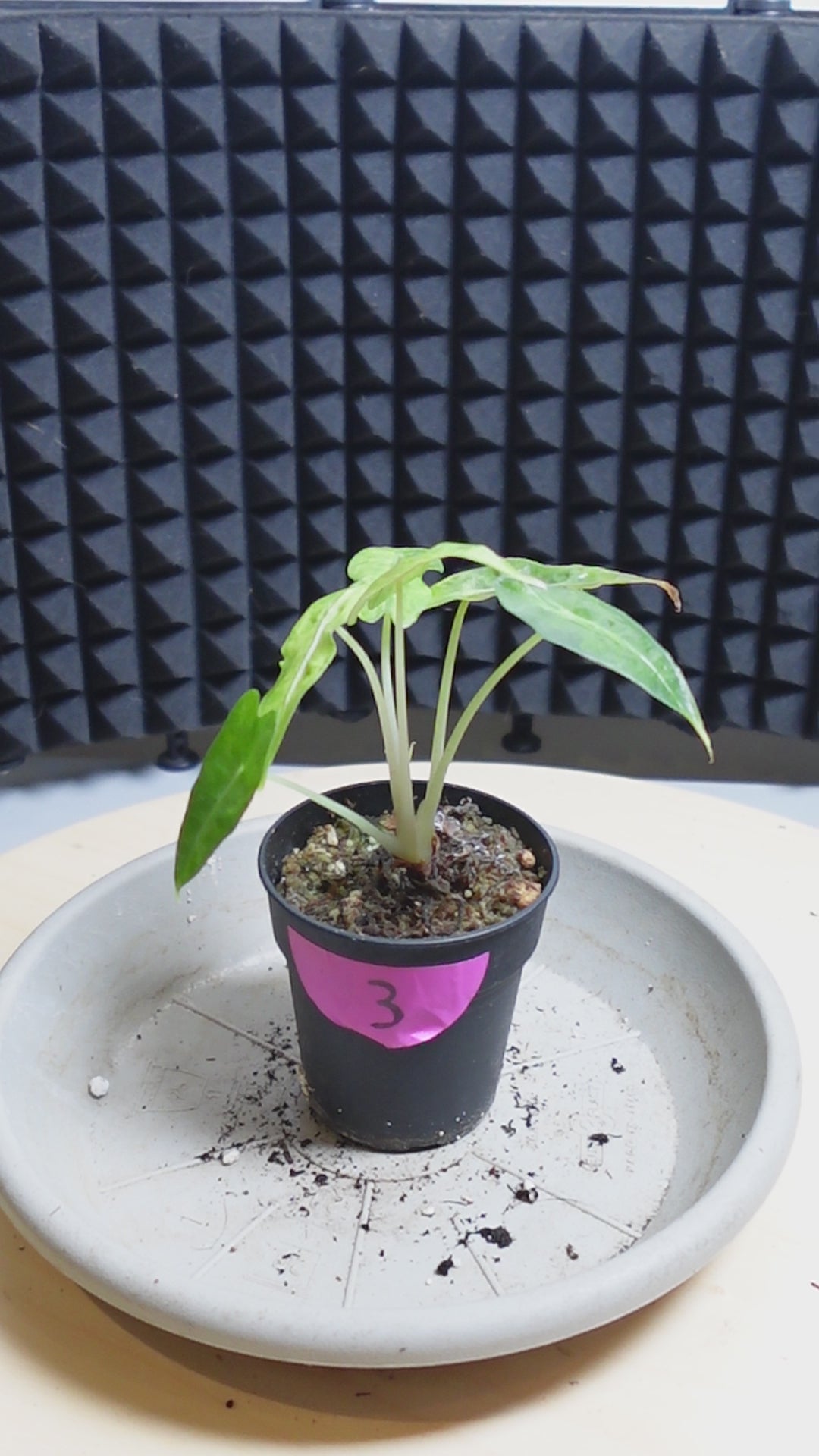 Alocasia 'Polly Variegata Aurea