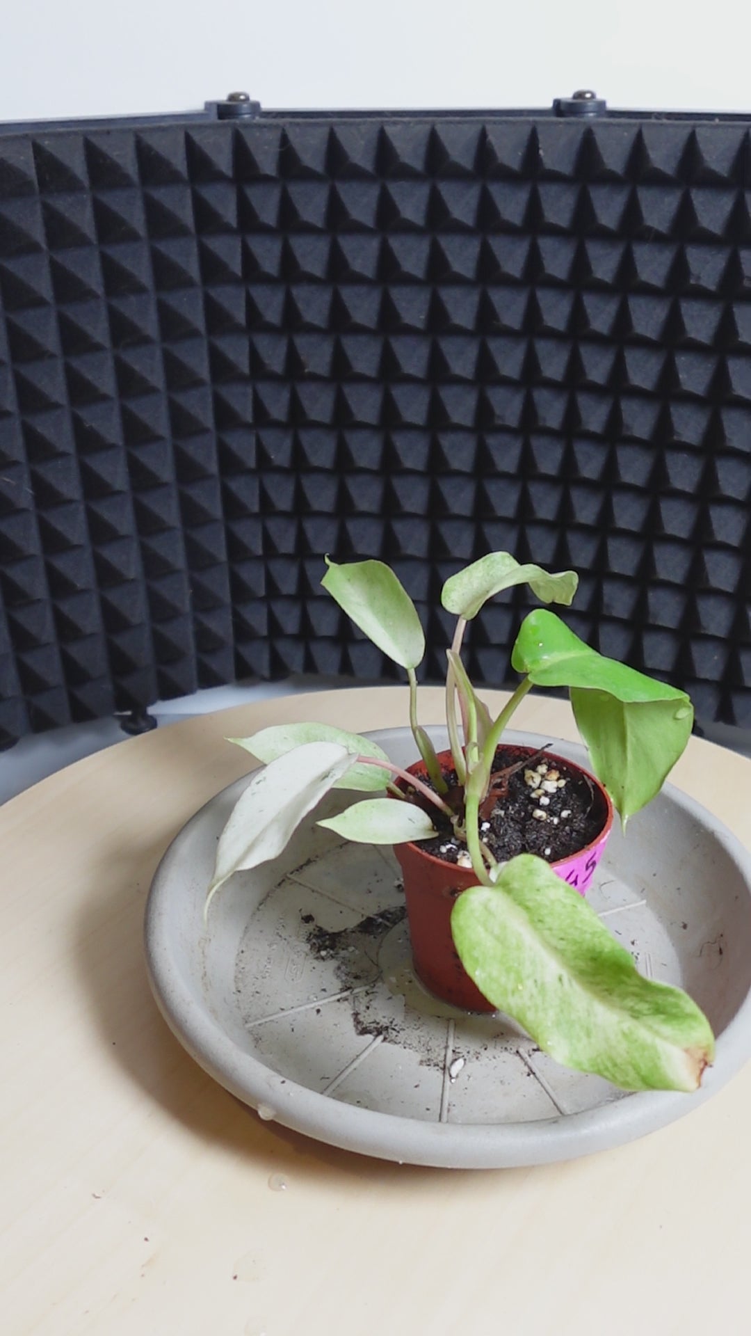 Philodendron sword swift