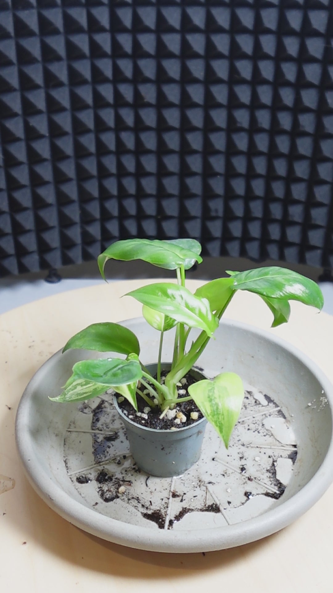 Philodendron burle-marx 'Variegata'