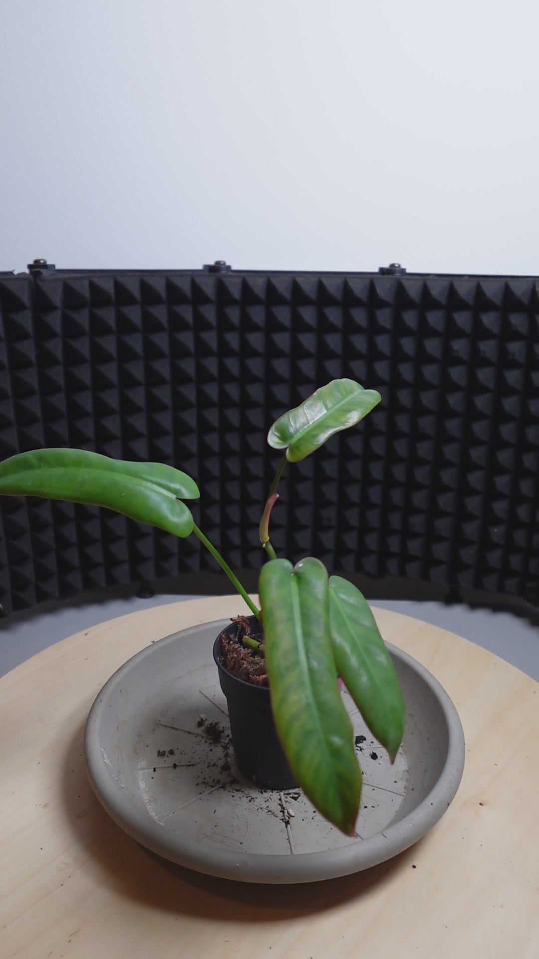 Philodendron atabapoense