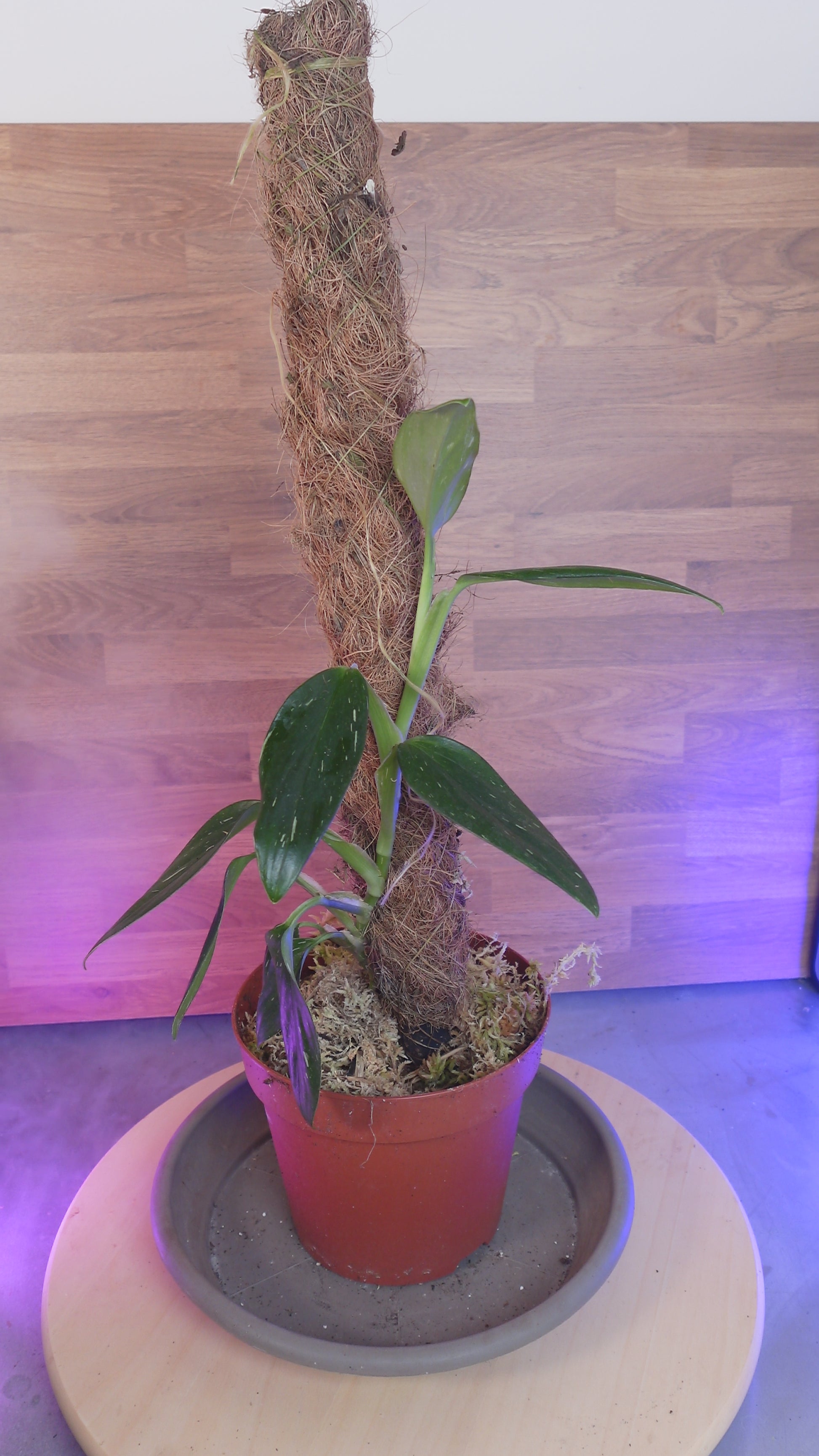 Monstera standleyana 'Variegata'