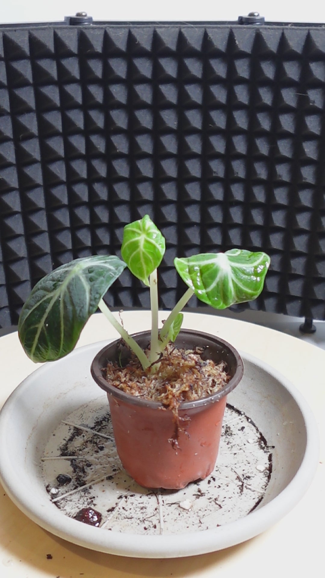 Alocasia ninja