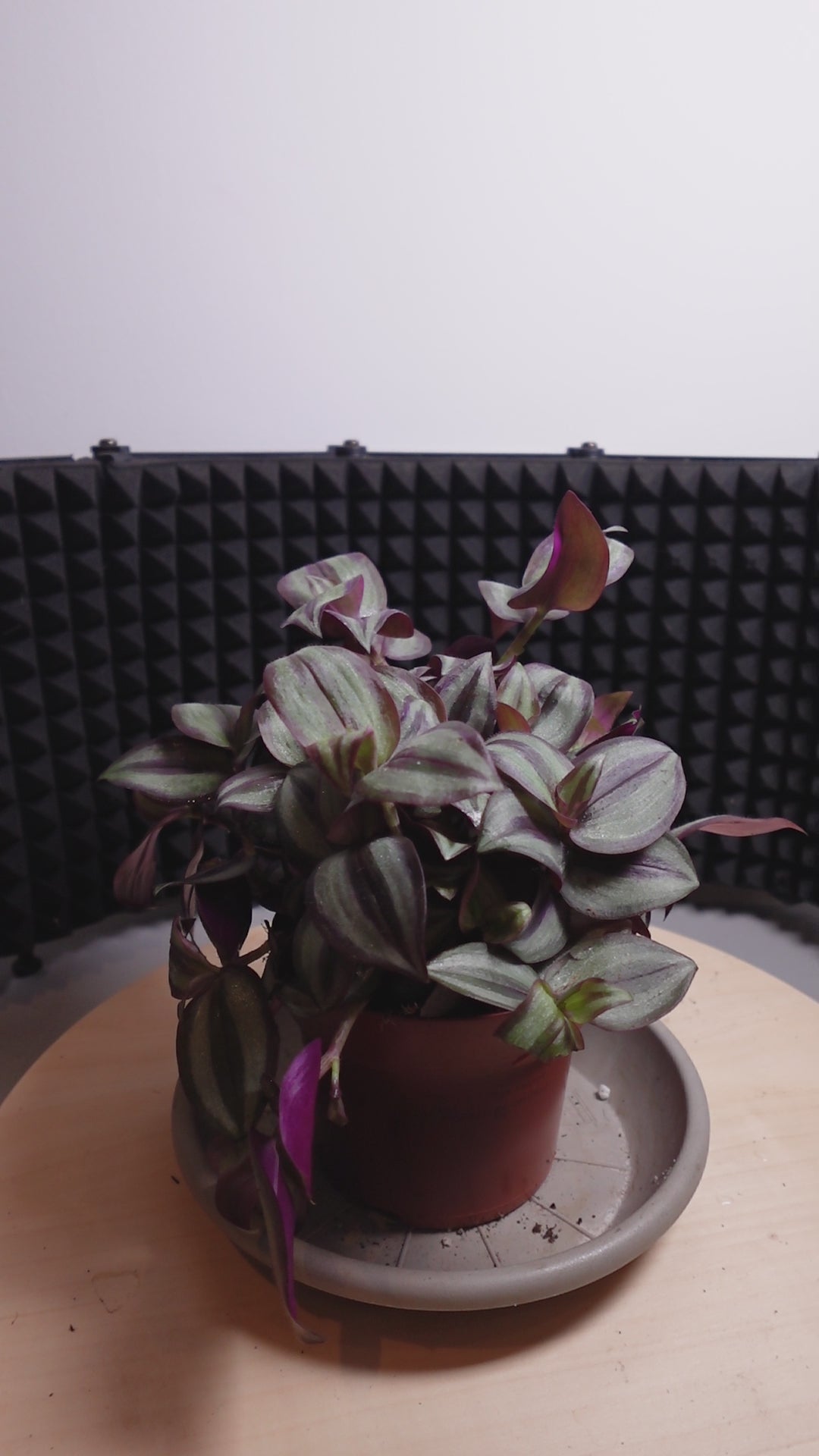 Tradescantia zebrina