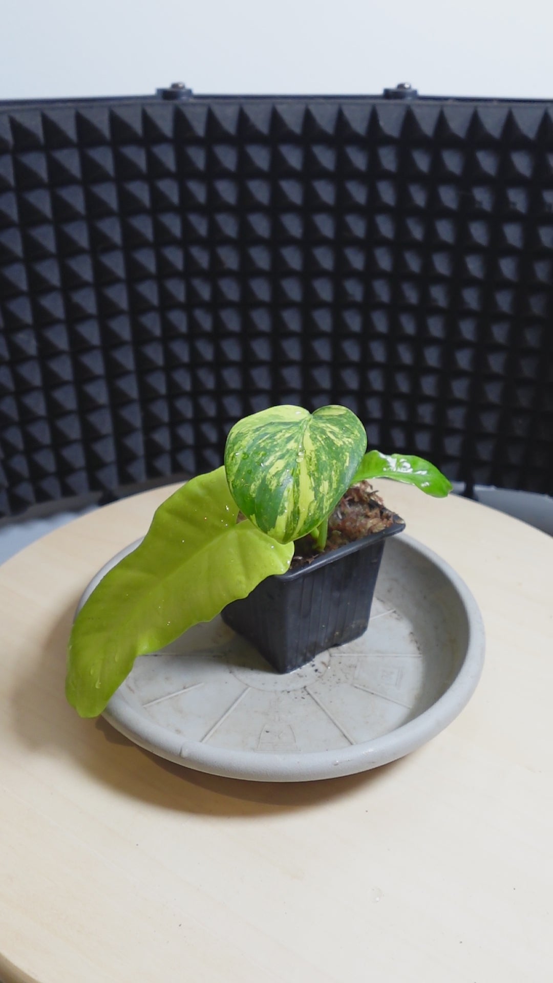Philodendron mayoï X florida beauty