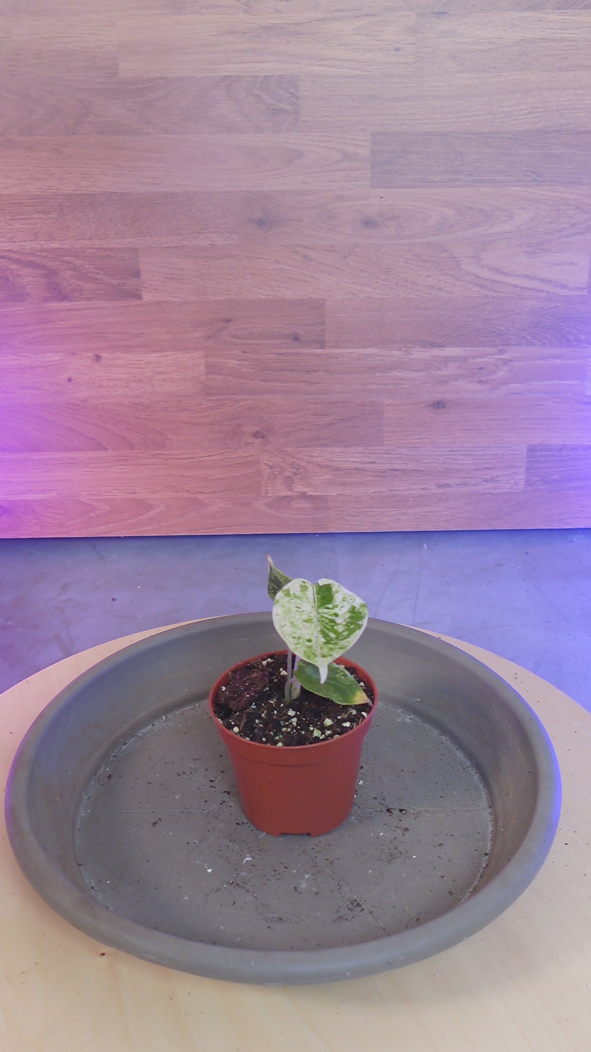 Alocasia dragon scale mint