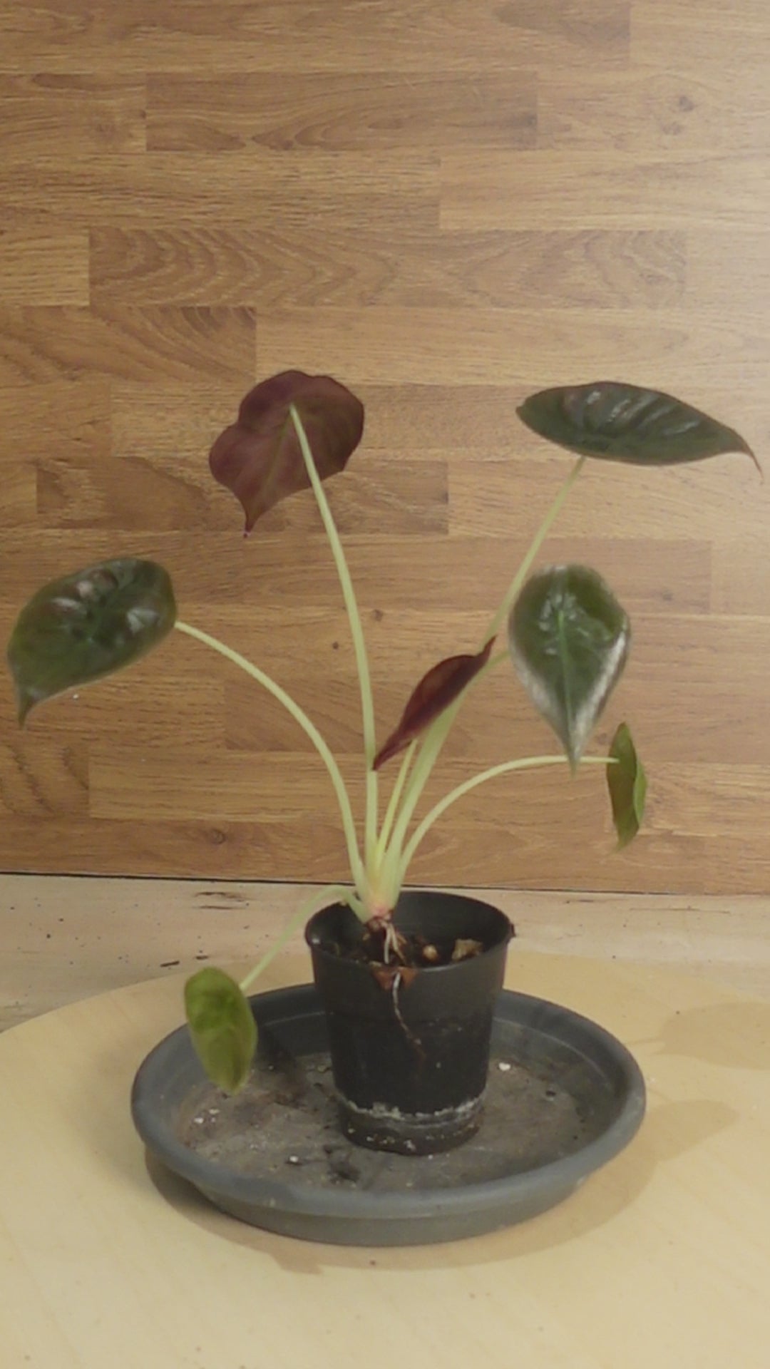 Alocasia cuprea 'Red Secret'