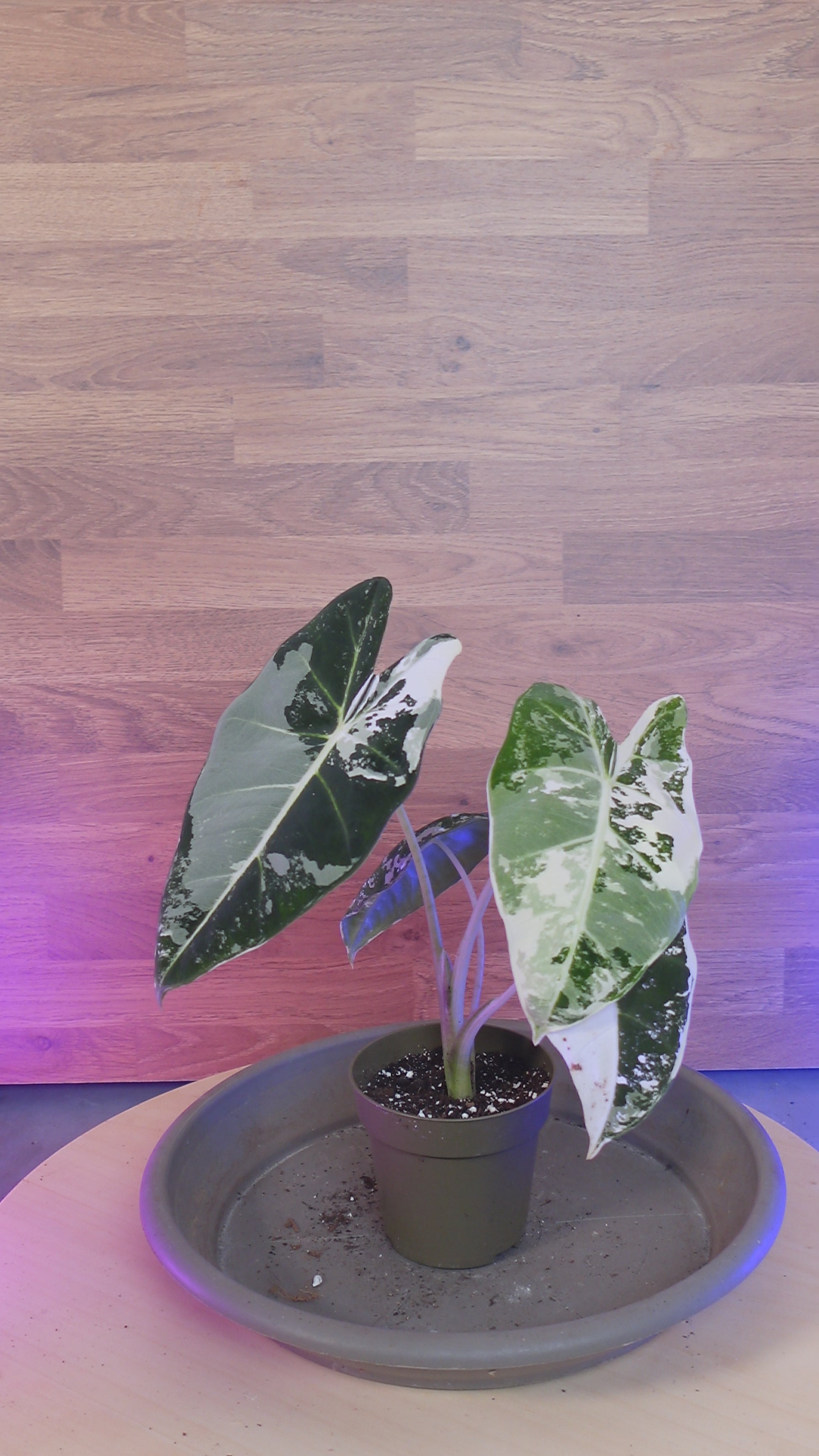 Alocasia frydek variegata