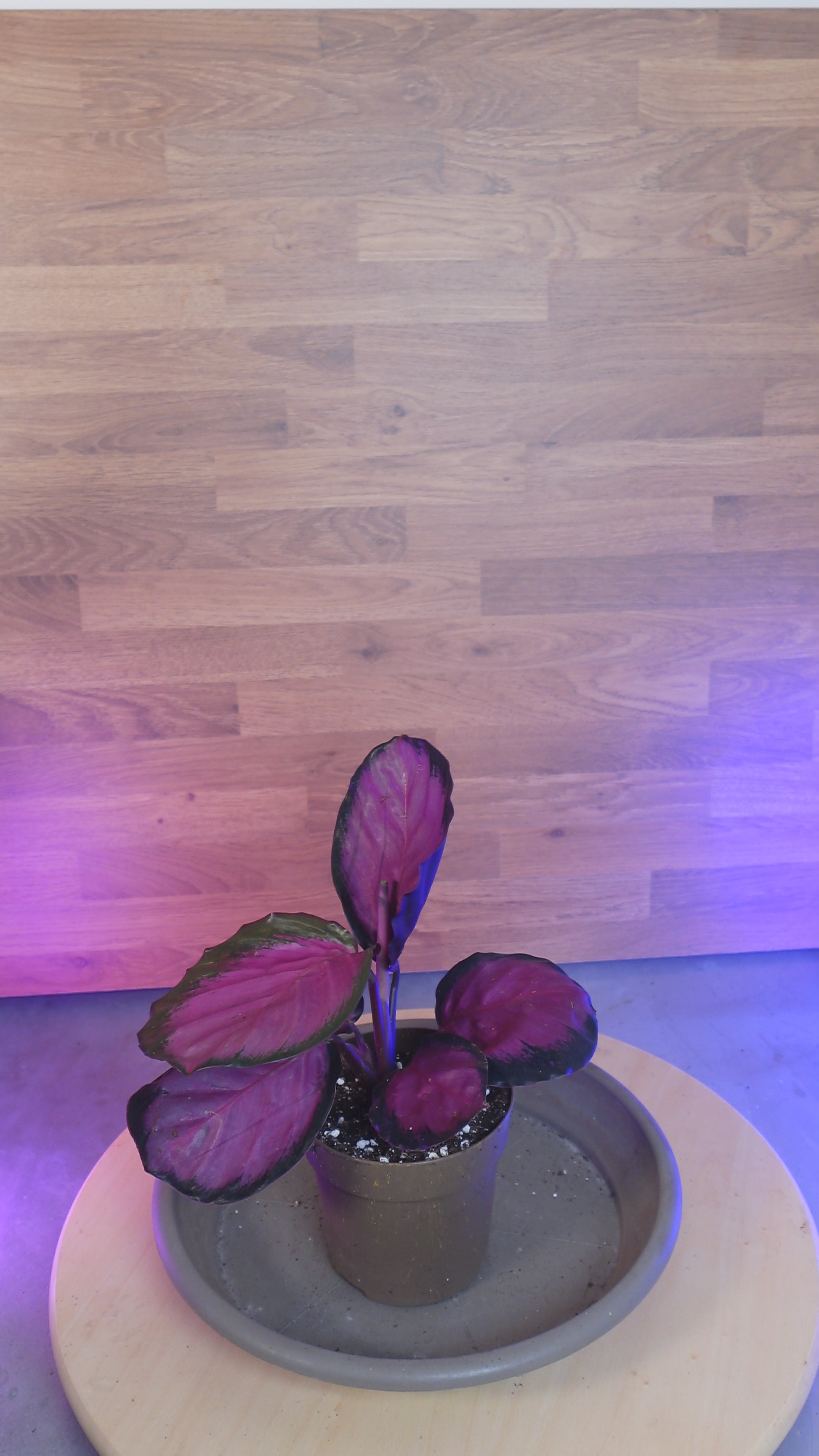 Calathea roseopicta 'Rosy'