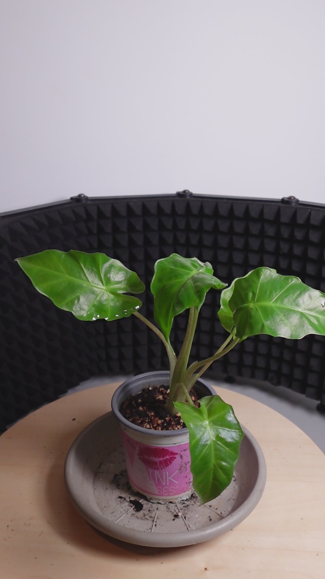 Alocasia portodora