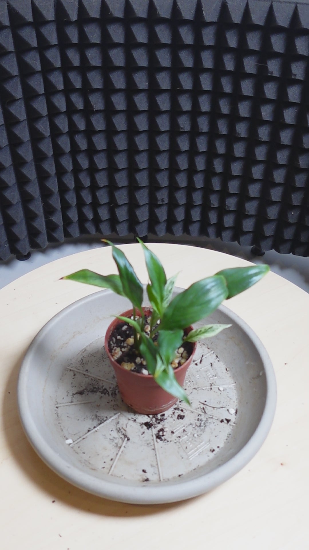 Spathiphyllum 'Snow Feather'