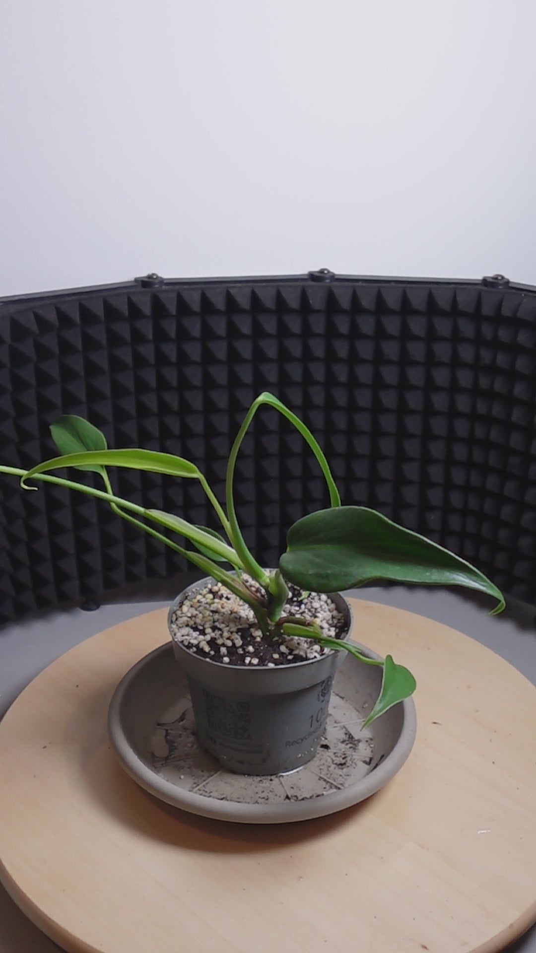Monstera 'Burle Marx Flame'