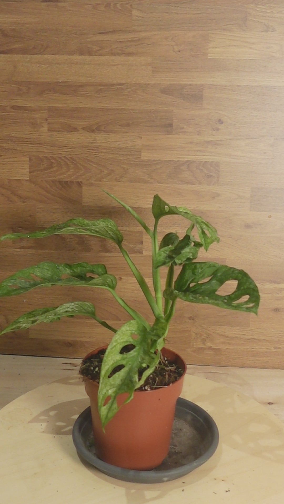 Monstera adansonii MINT