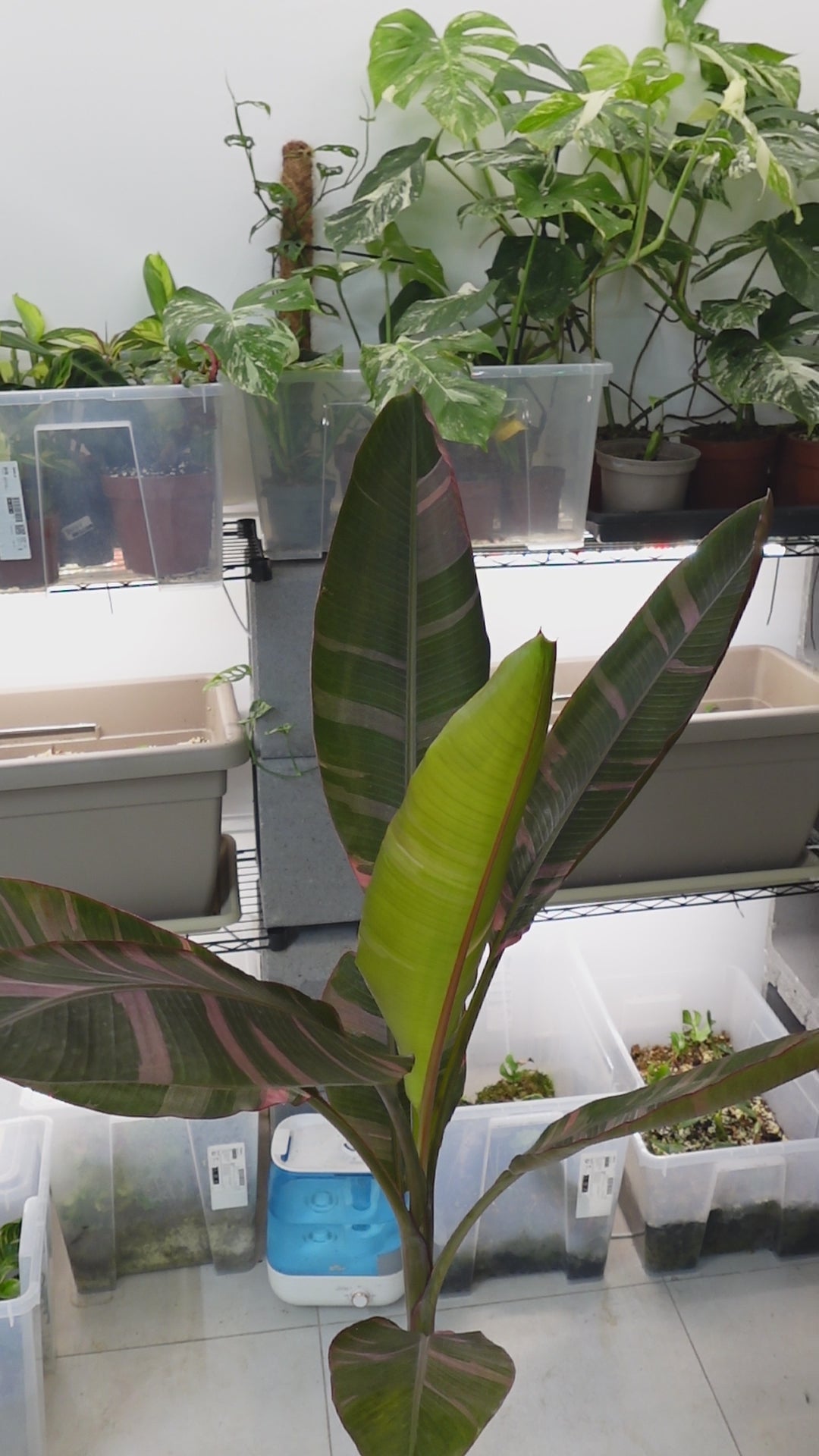 Musa 'Nono'