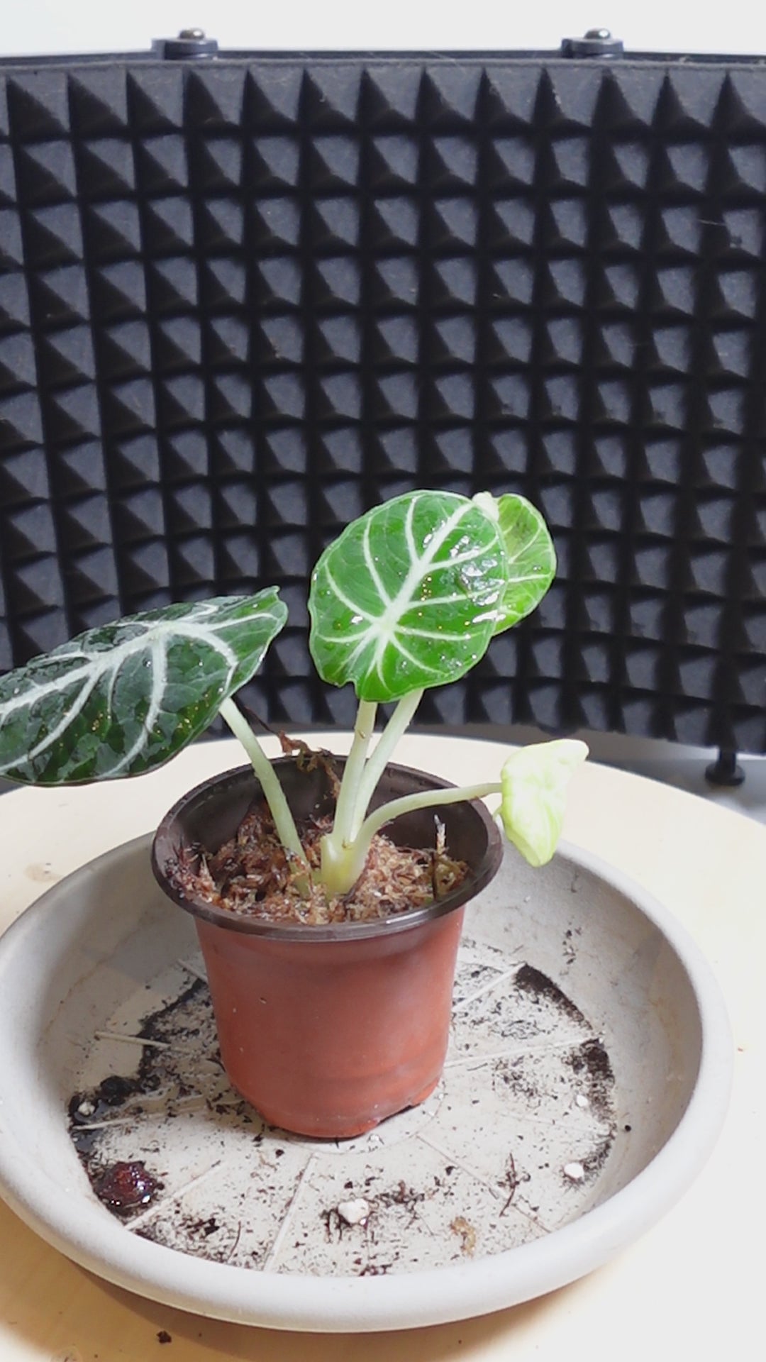 Alocasia ninja