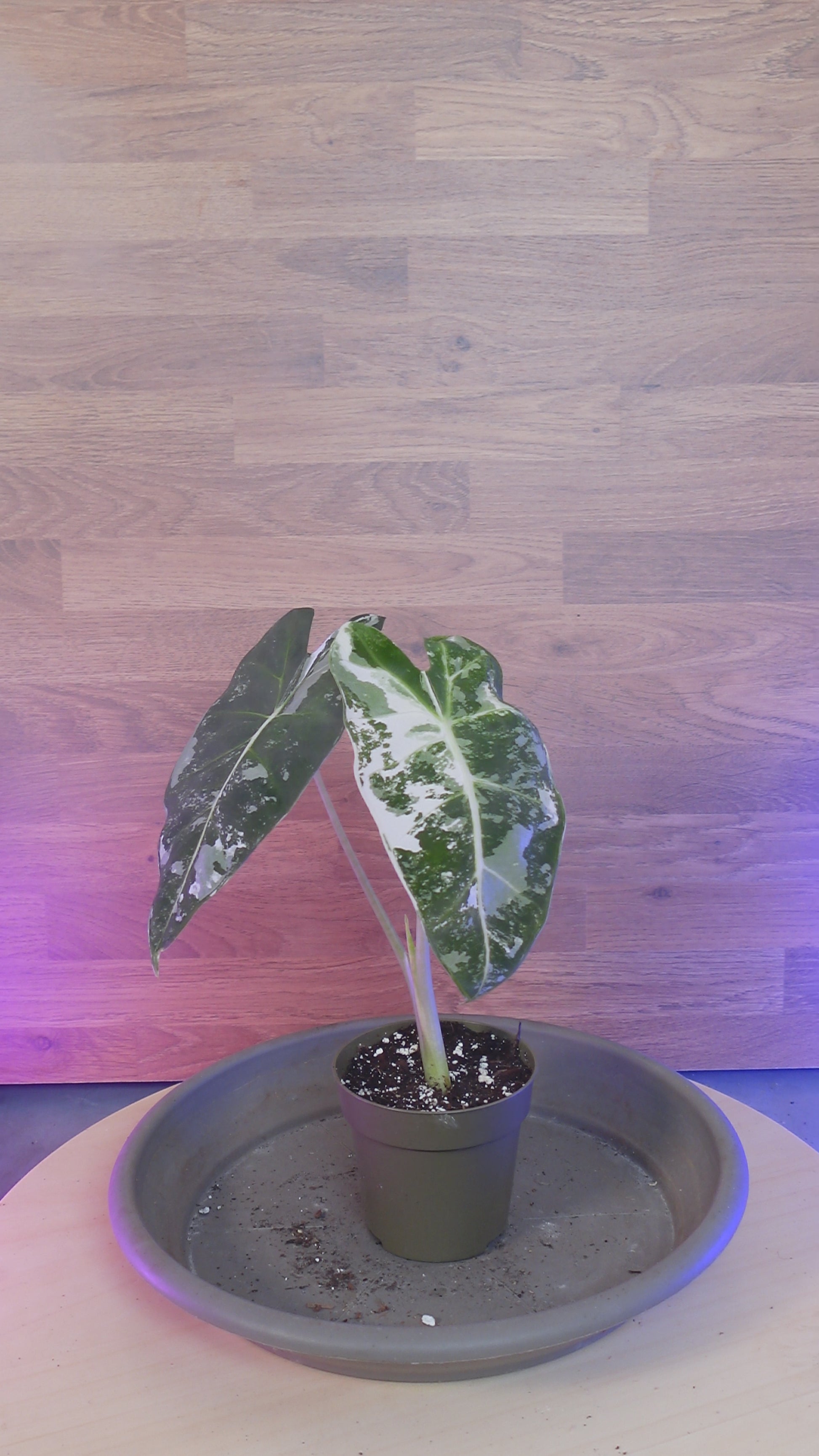 Alocasia frydek variegata