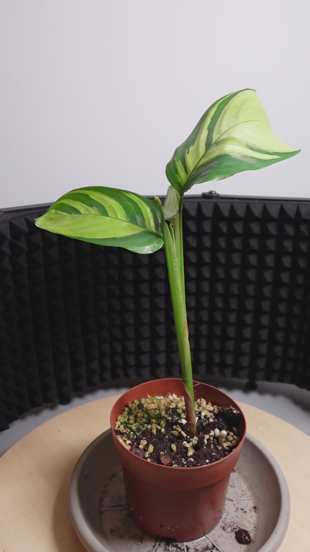 Calathea pilosa