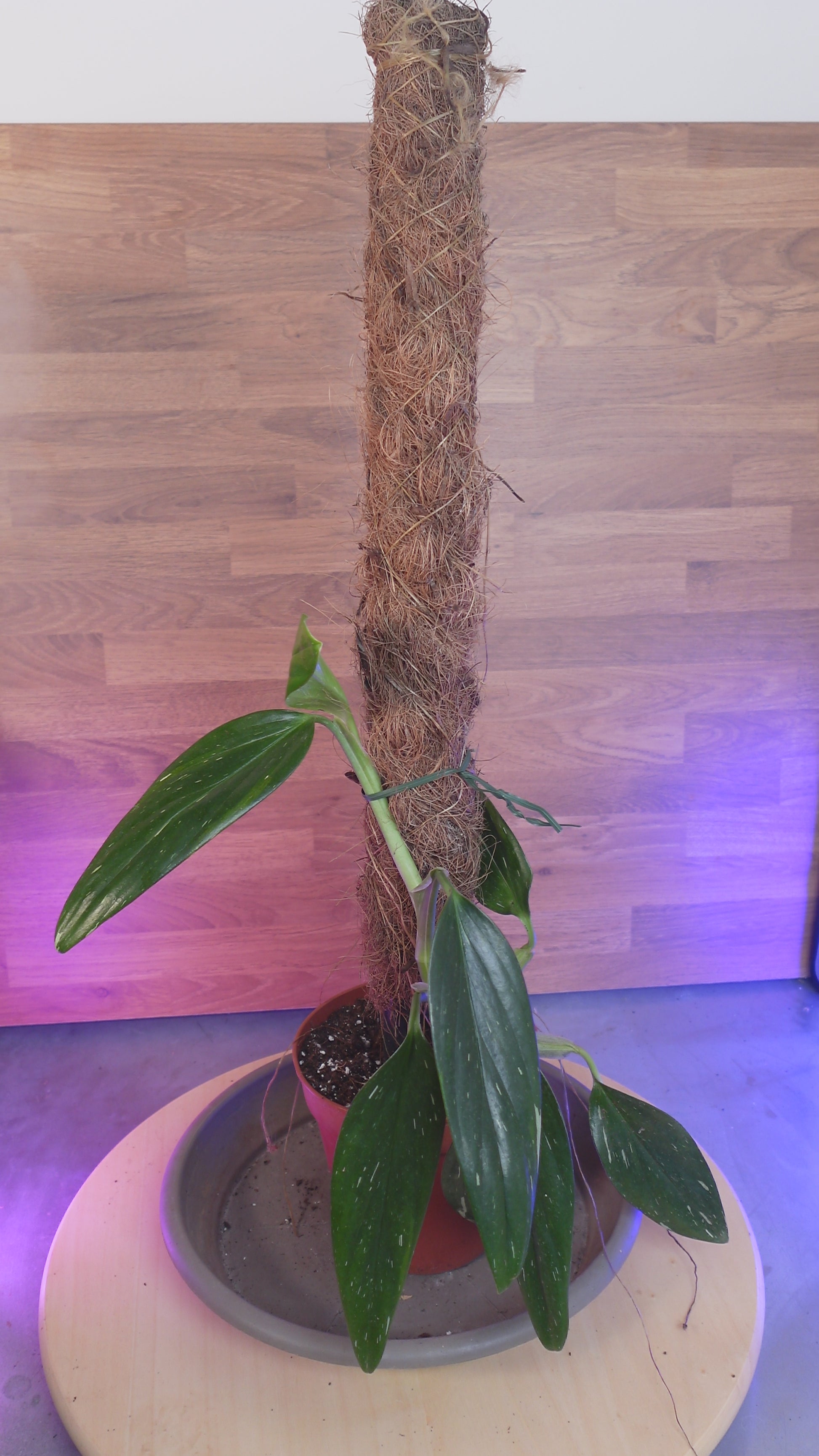 Monstera standleyana 'Variegata'