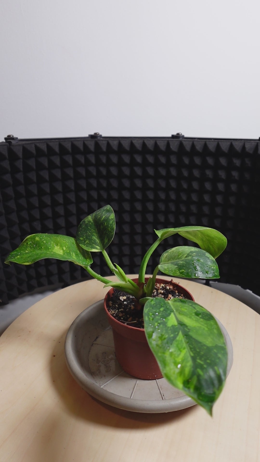 Philodendron 'Green Congo