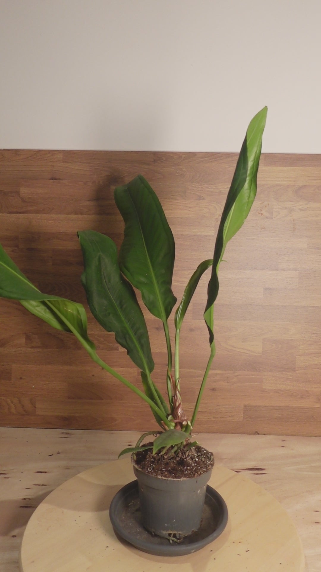 Anthurium bakeri