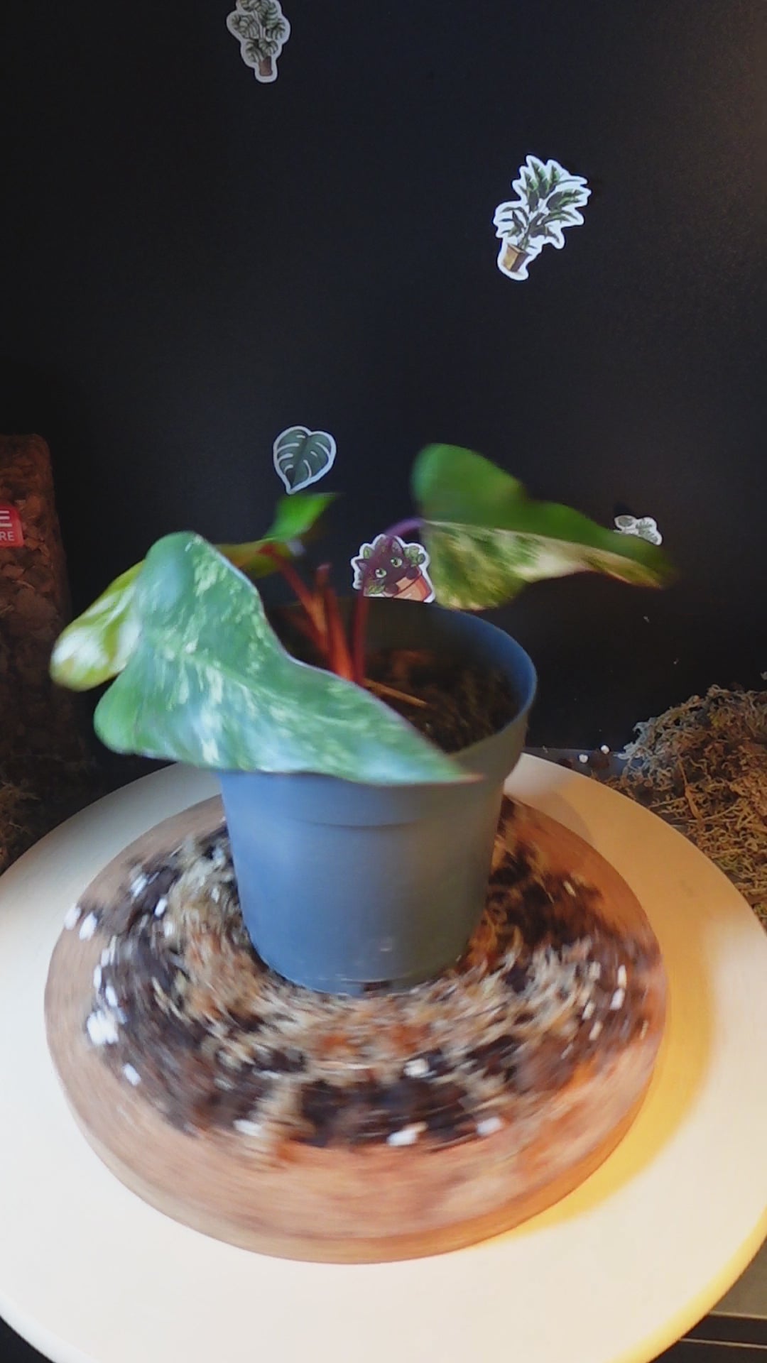 philodendron strawberry shake