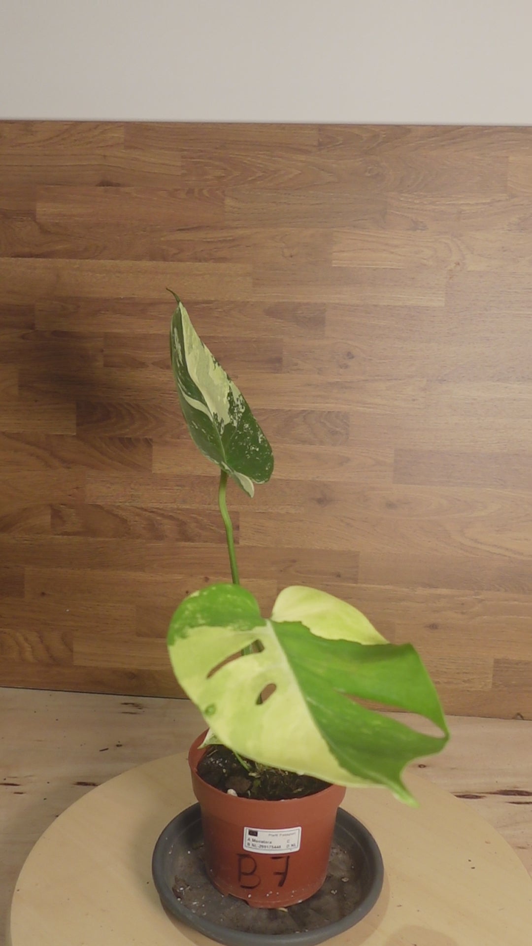 Monstera aurea