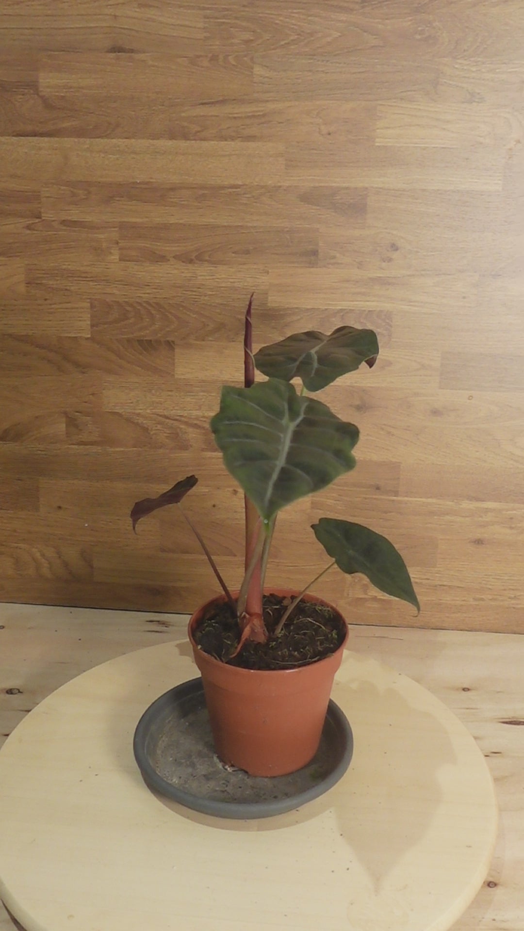 Alocasia chantrieri