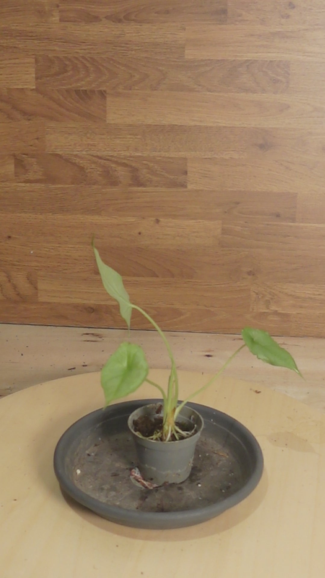 Alocasia heterophylla 'Dragon's Breath'
