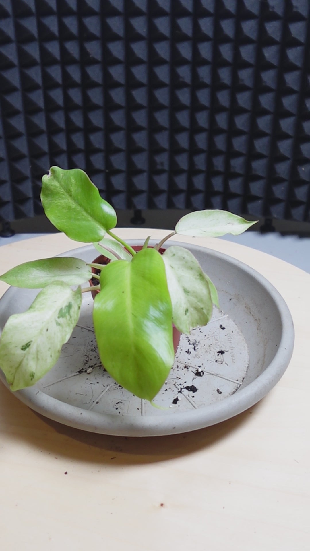 Philodendron sword swift