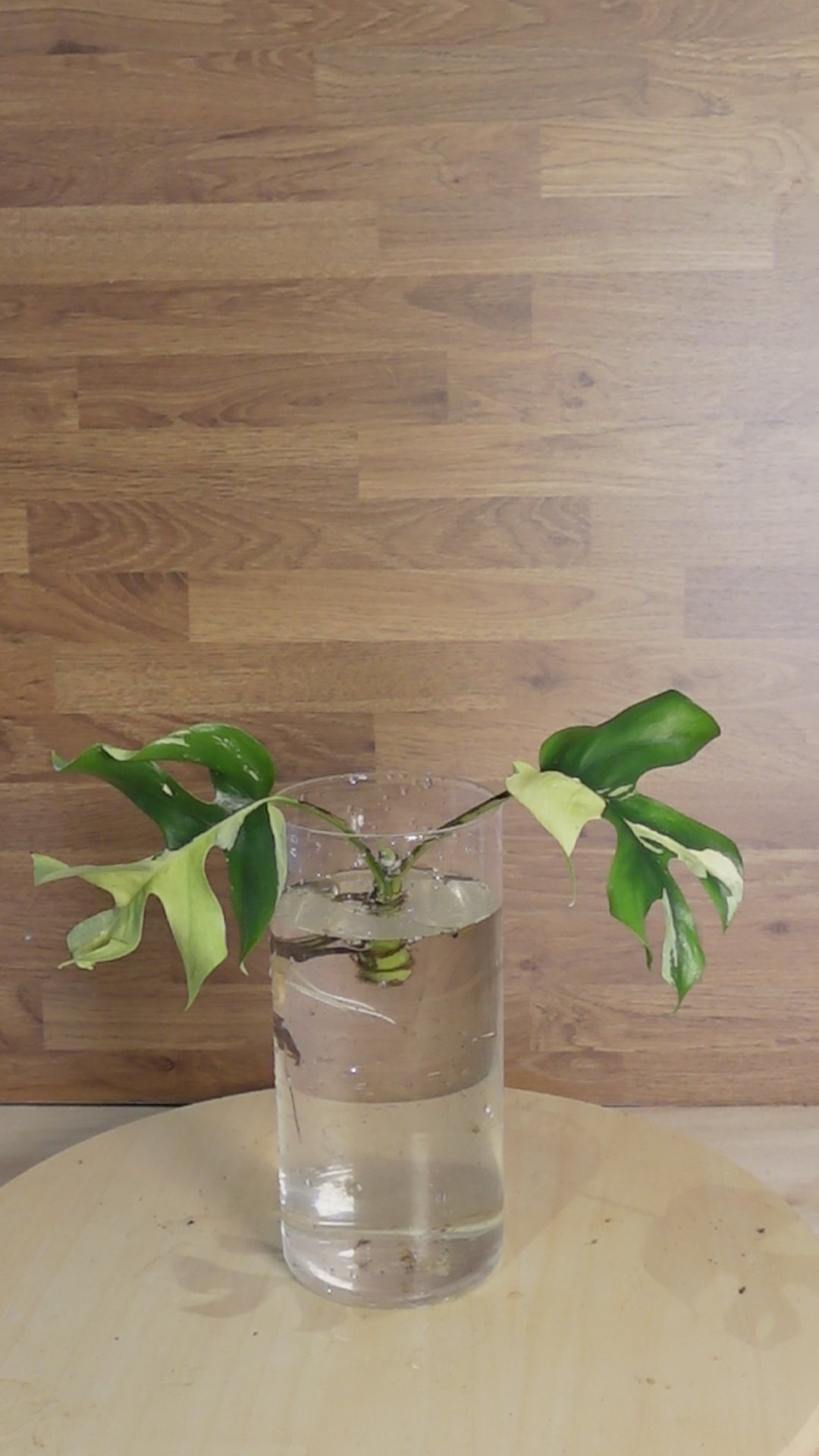 Rhaphidophora minima 'Variegata'