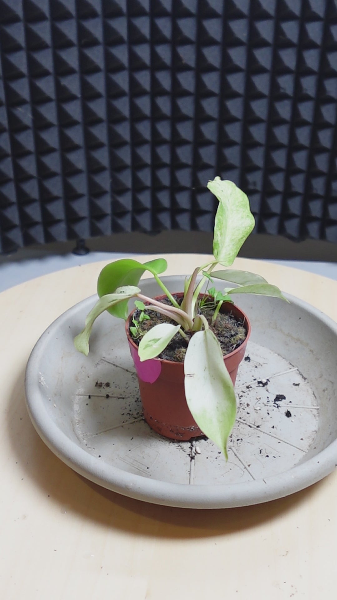 Philodendron sword swift