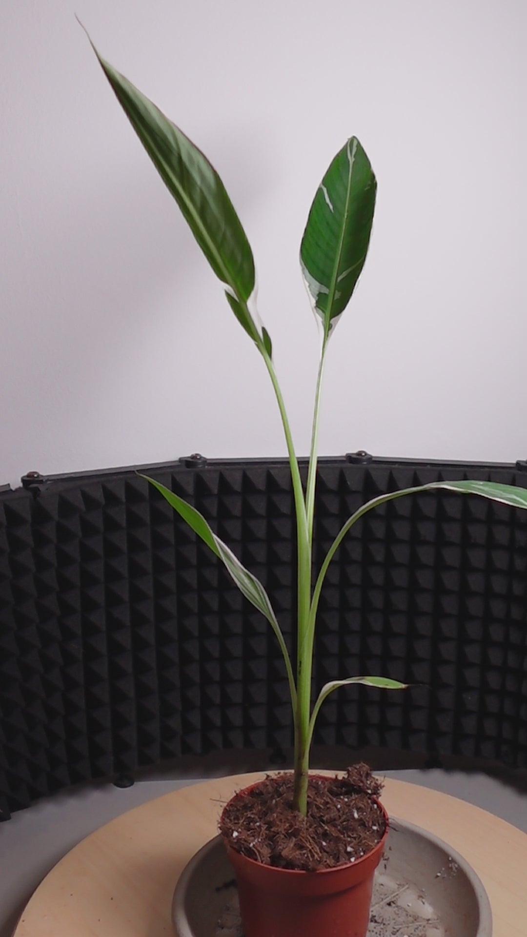 Musa 'Florida Variegata'