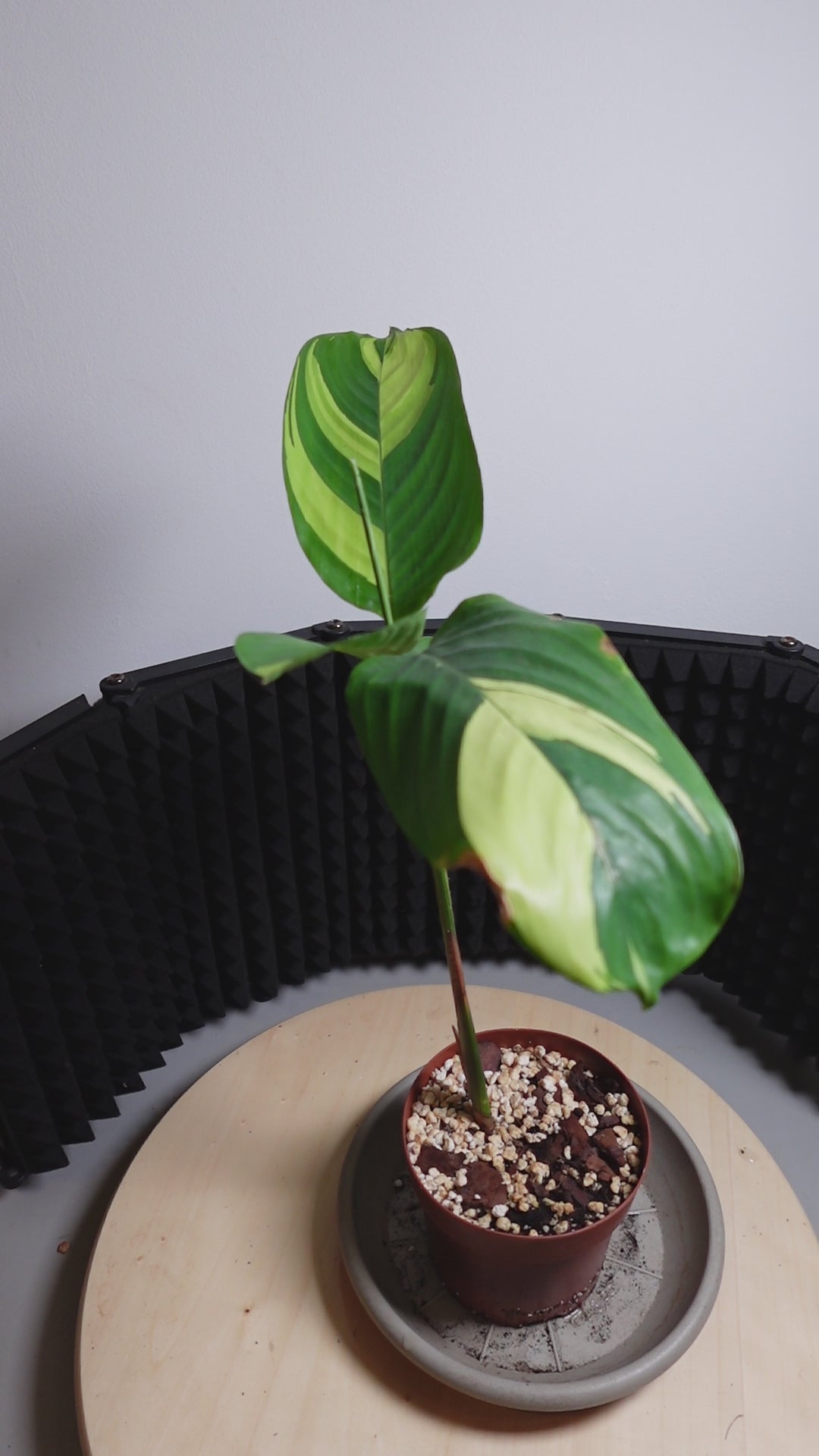 Calathea pilosa