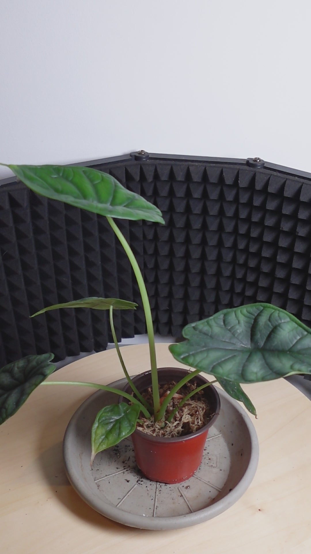 Alocasia dragon scale