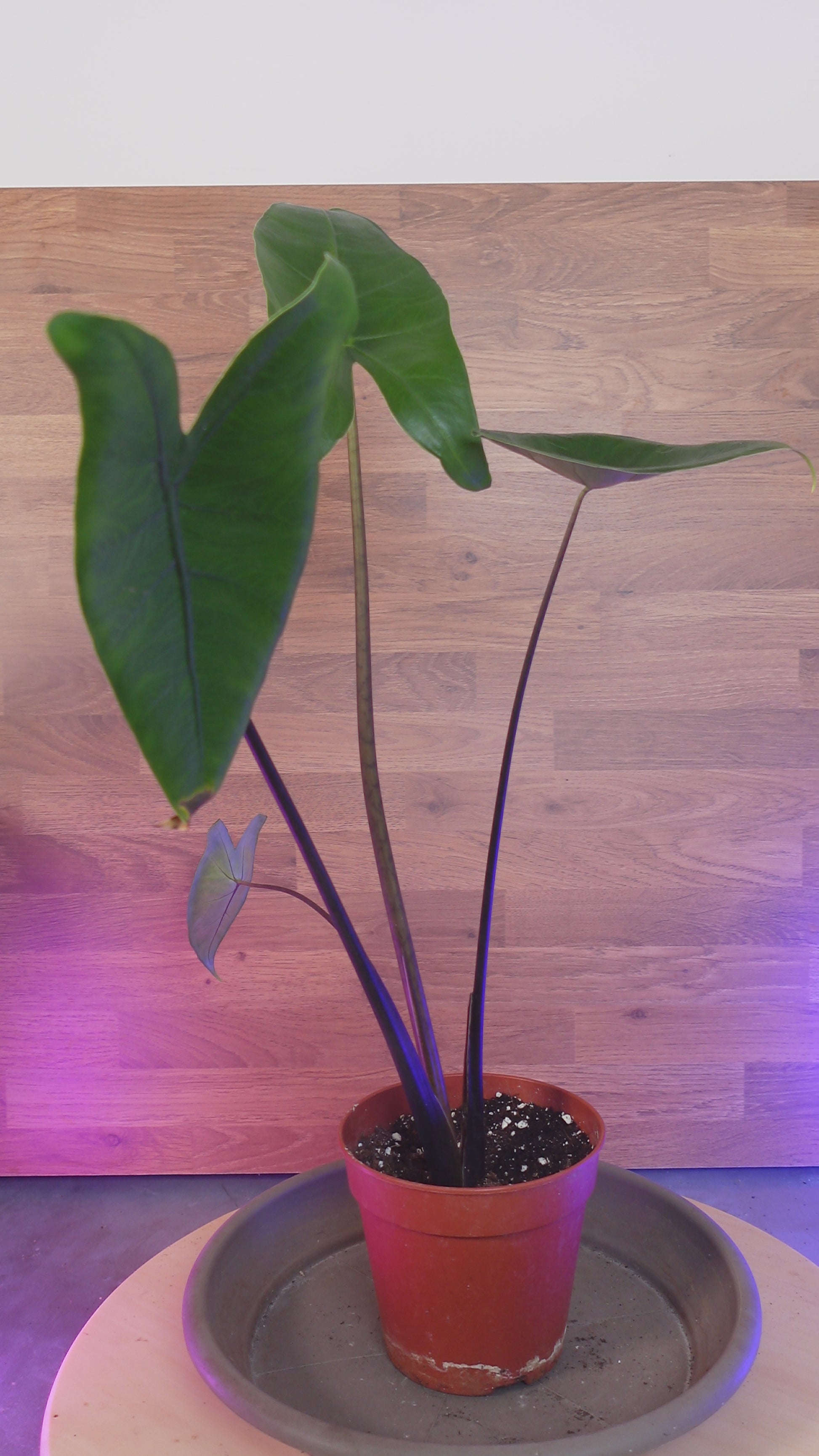 alocasia black zebrina