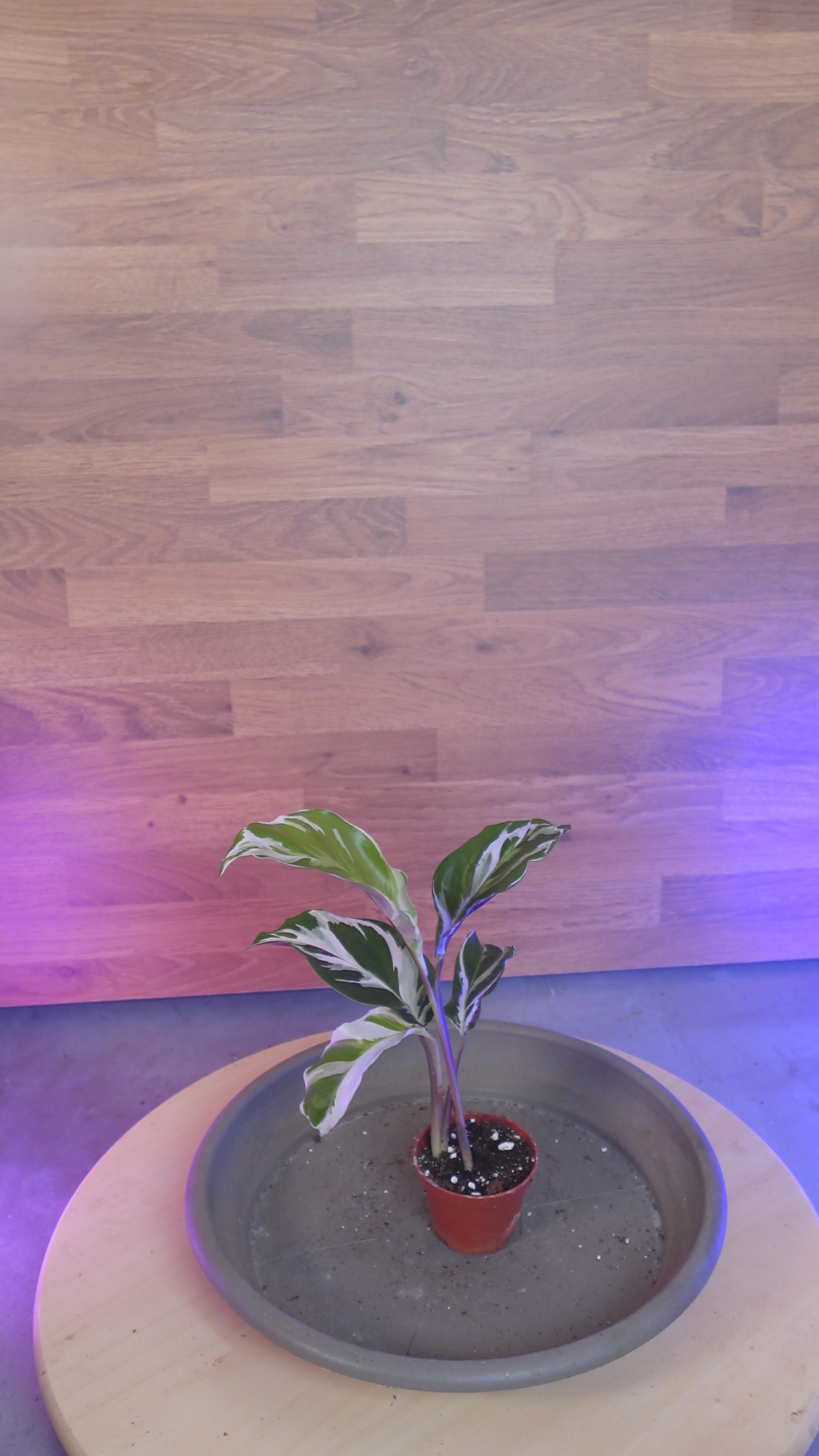 Calathea 'White Miracle'