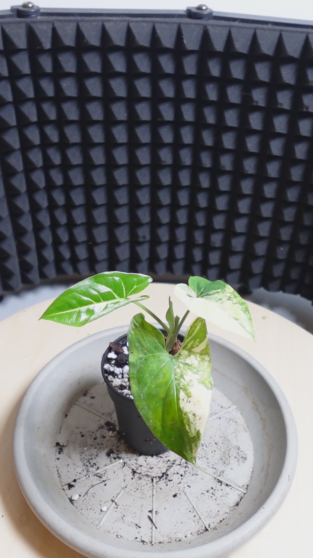 Syngonium variegata aurea