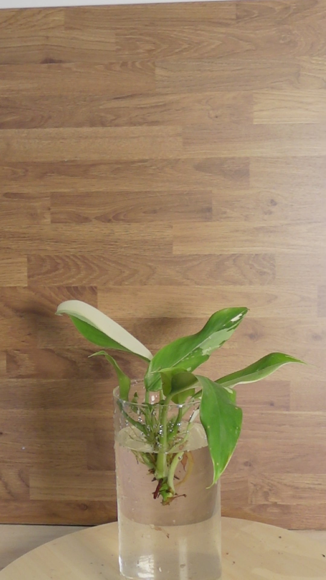 Philodendron 'Imbe Variegata'