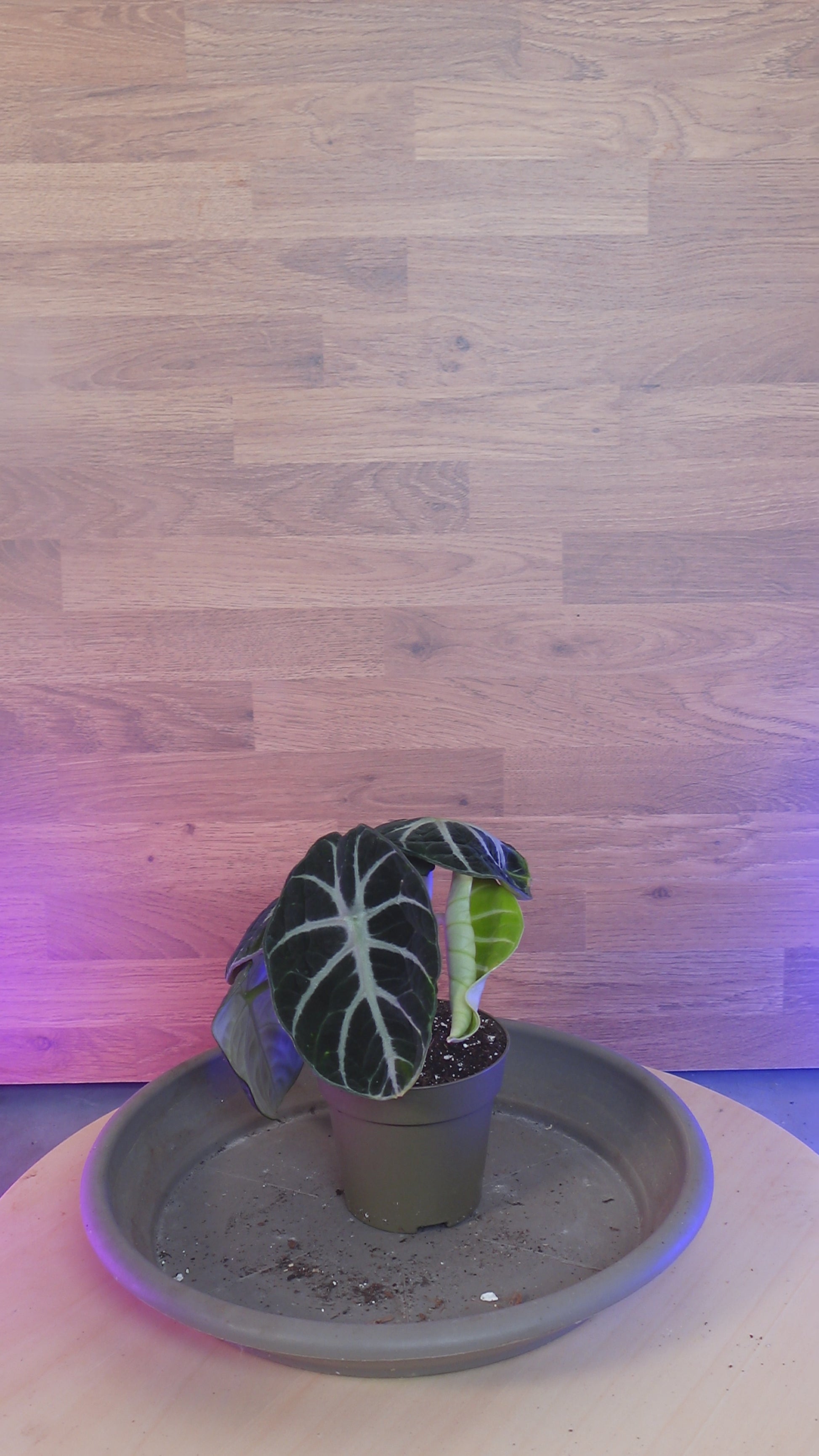 Alocasia black ninja