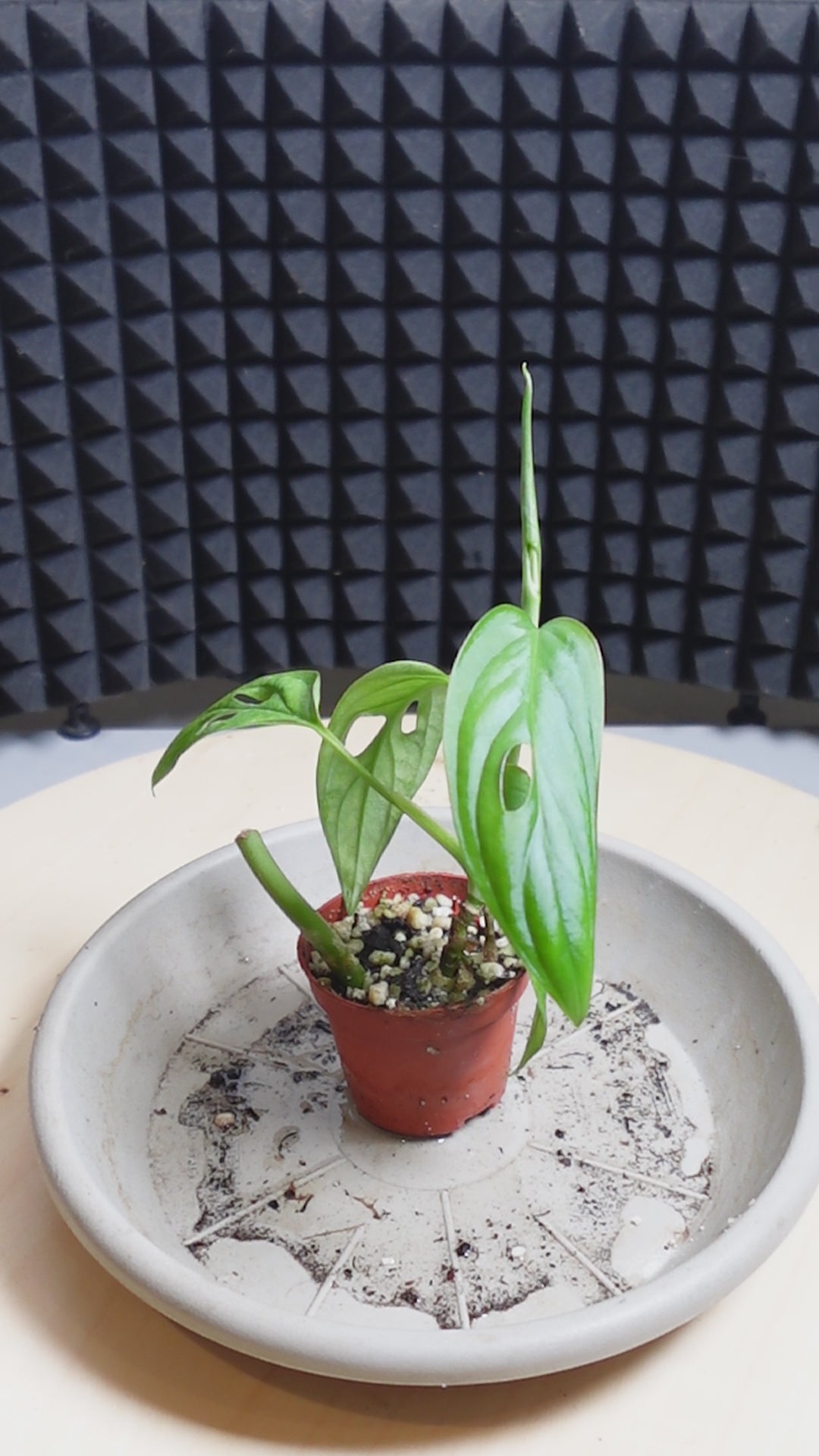 Monstera adansonii