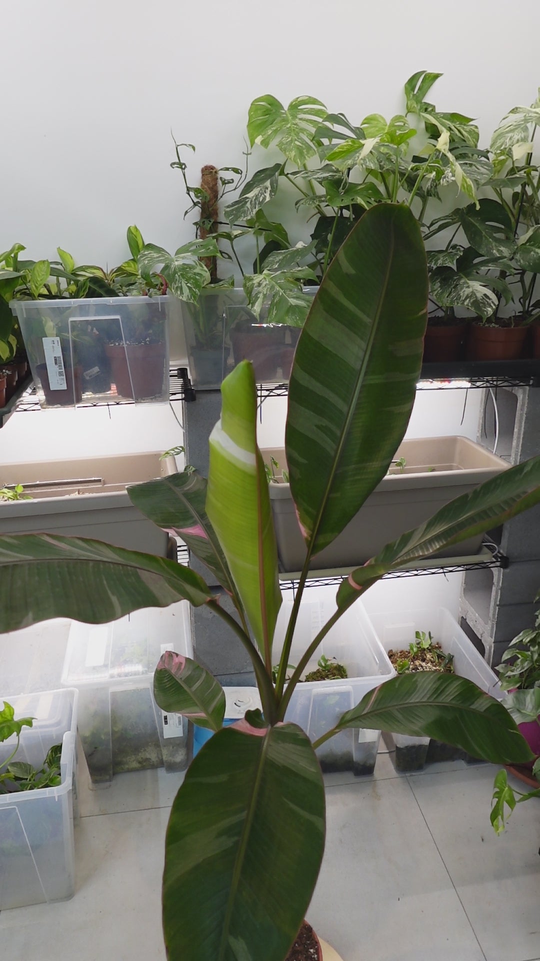 Musa 'Nono'