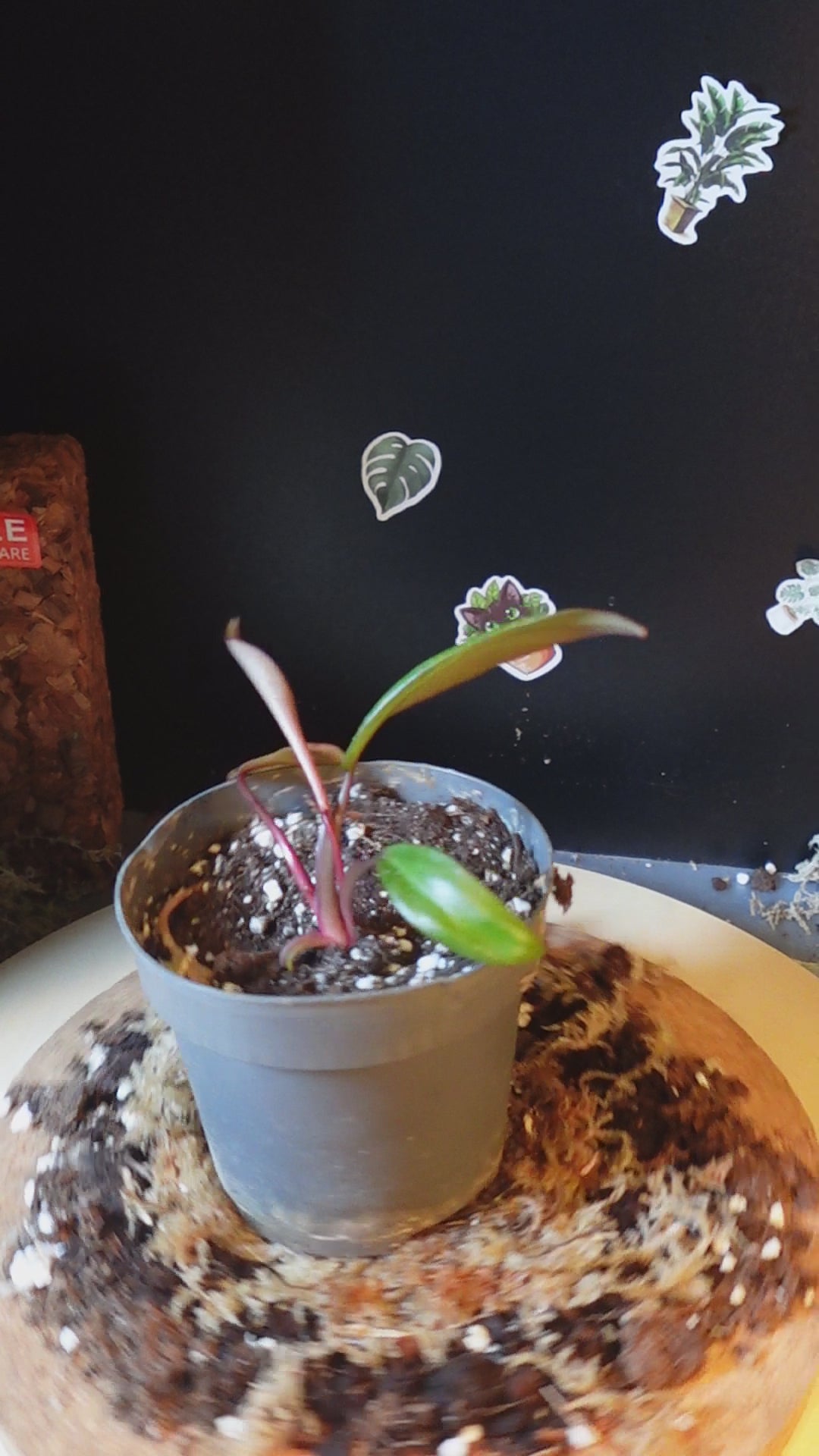philodendron strawberry shake