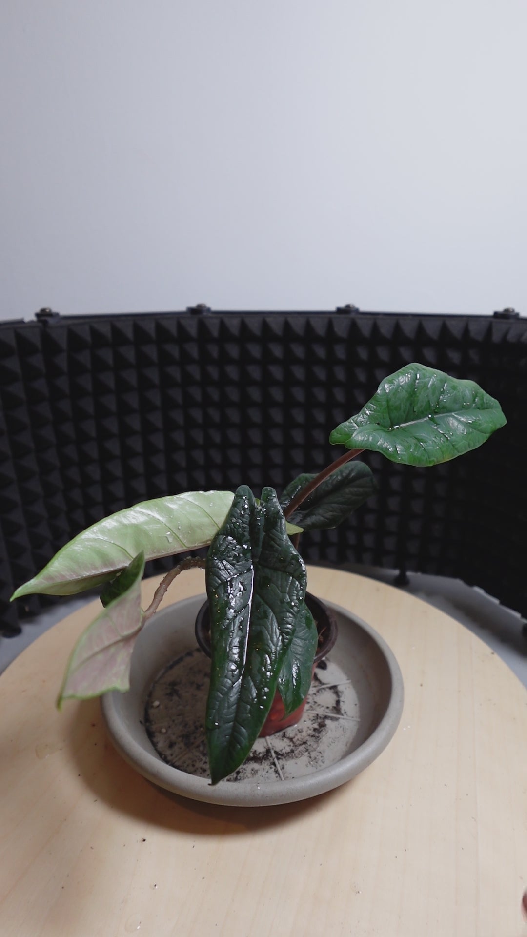 Alocasia scalprum