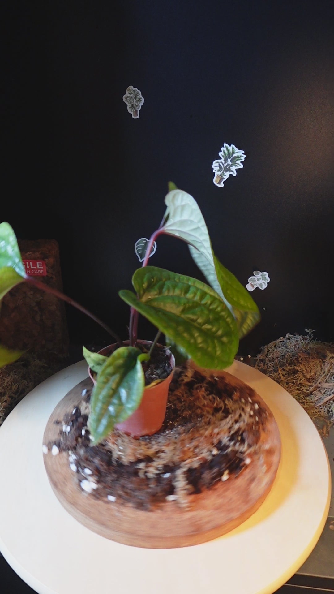 Anthurium luxurians x radicans