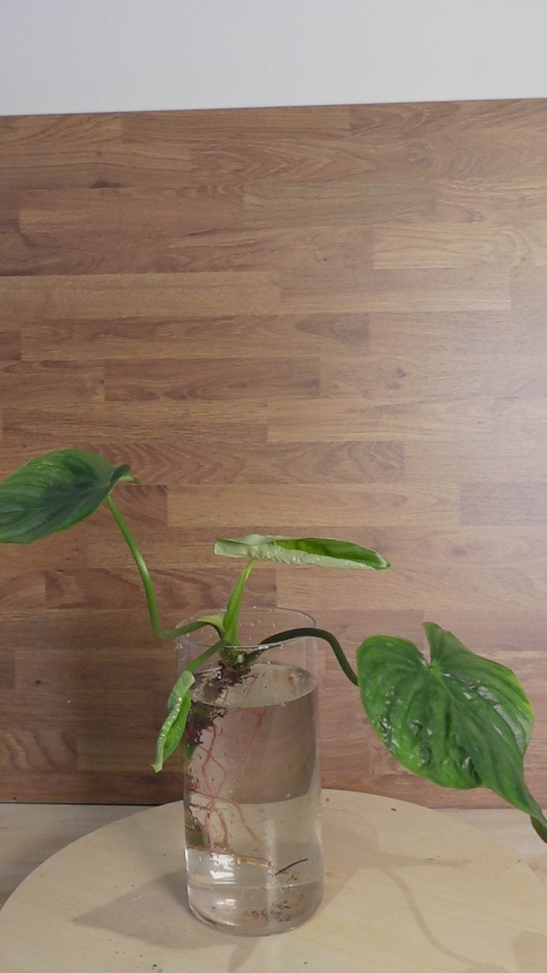 philodendron pastazanum