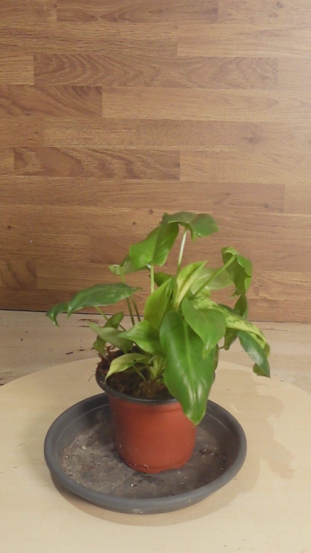 Philodendron burle-marx 'Variegata'