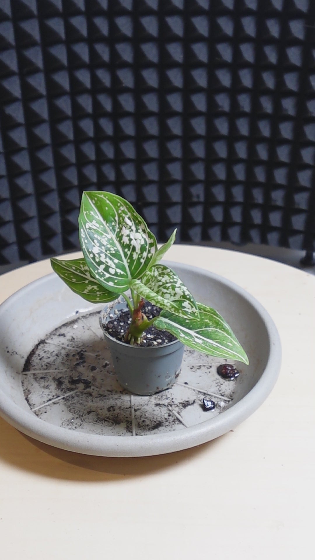Aglaonema 'Snowflake'