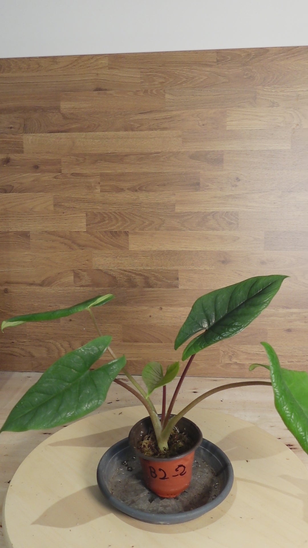 Alocasia scalprum