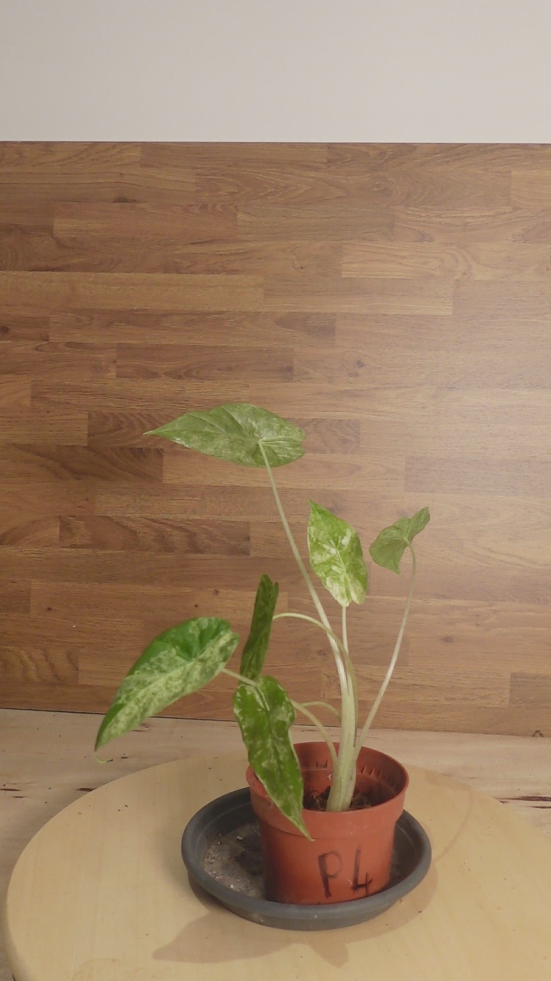 Alocasia odora 'Batik Variegata'