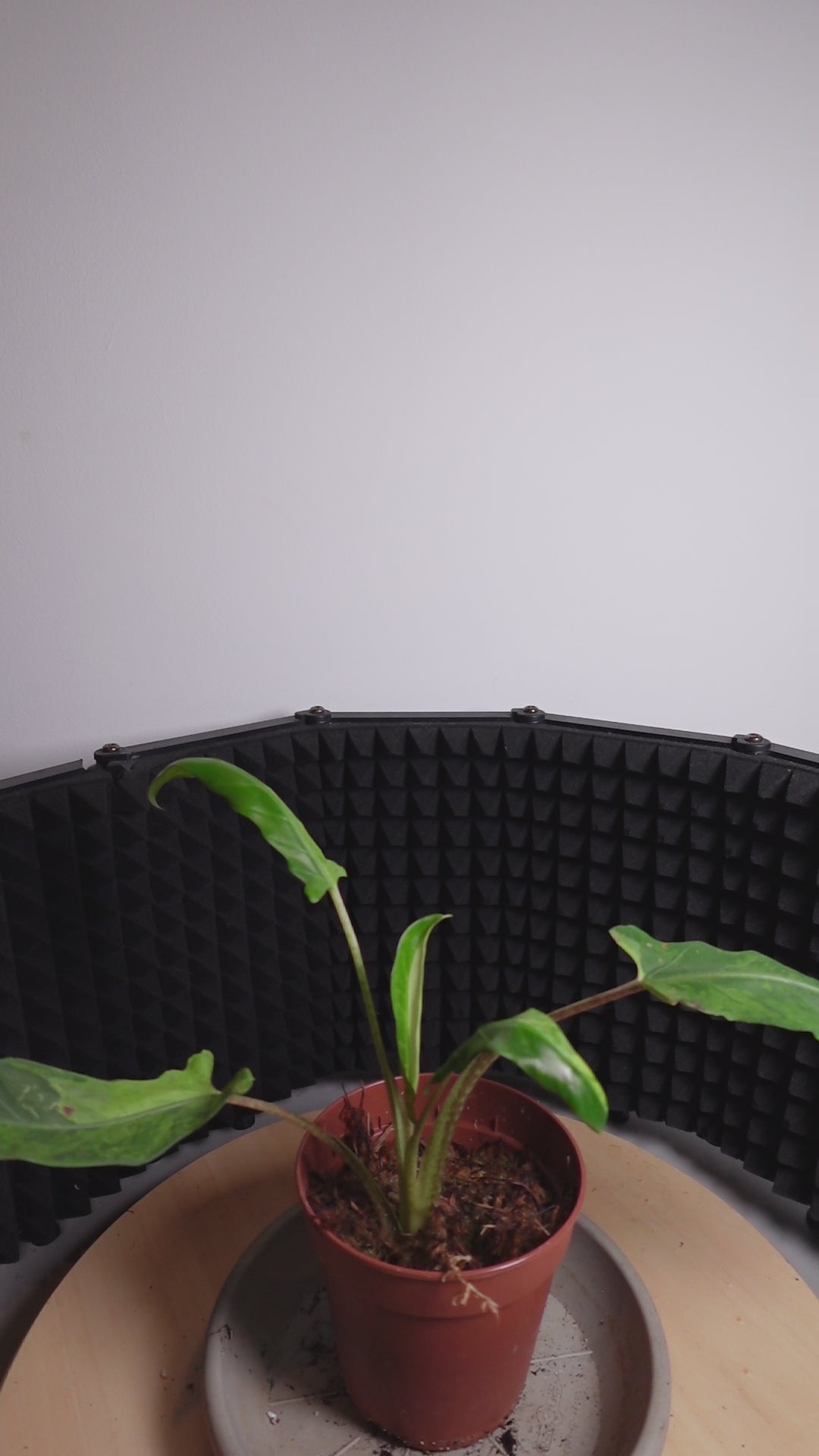 Alocasia lauterbachiana 'Variegata'